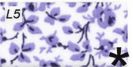 L5-Liberty Mickaël blauwe bloemen