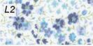 L2-Liberty Phoebe hemelsblauwe bloemen